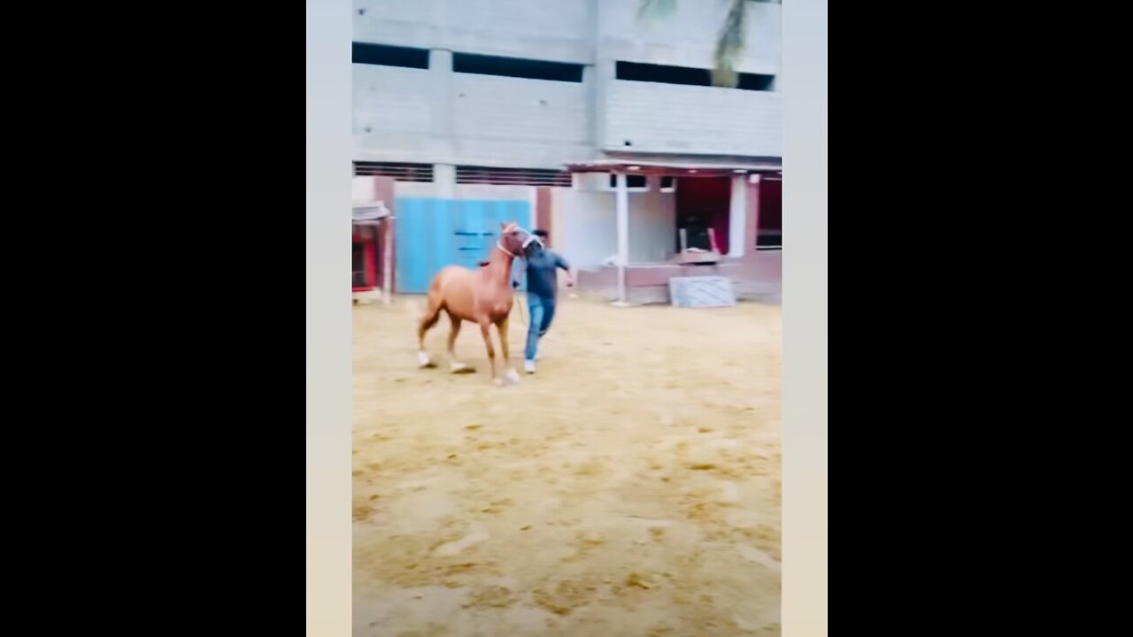 Playing With My Horse