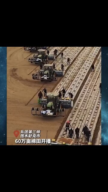 Xinjiang Cotton Video