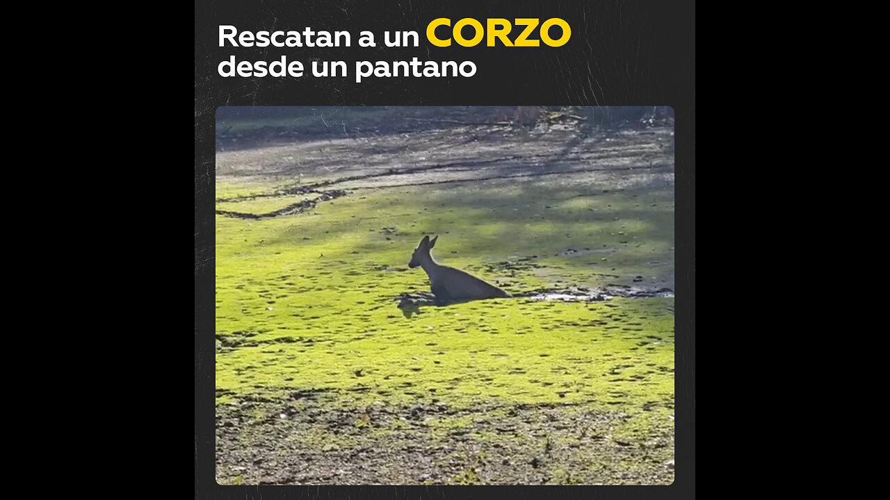 Un corzo exhausto atrapado en un pantano