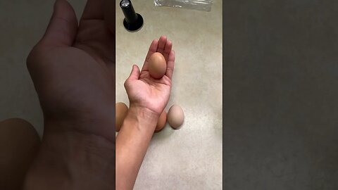How to tell if your new flock is laying? #chickens #eggs #homsestead #tipsandtricks #foryou #fyp