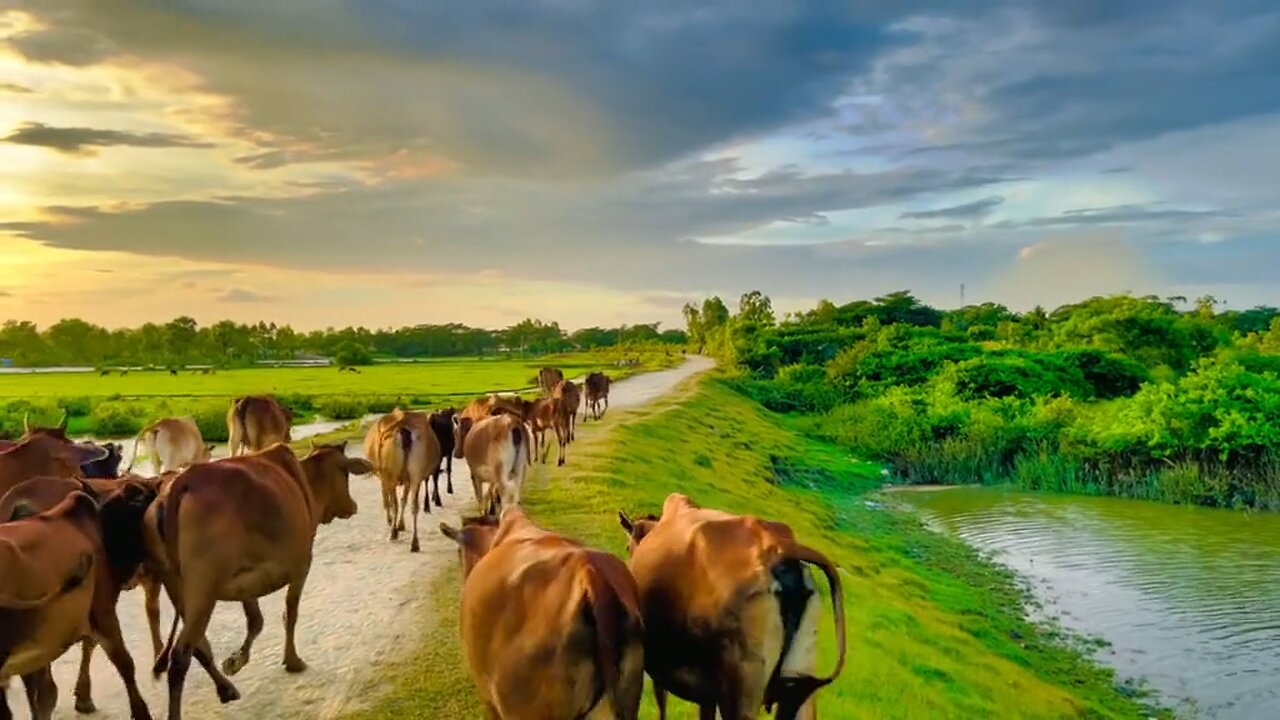 Part of Bangladeshi village