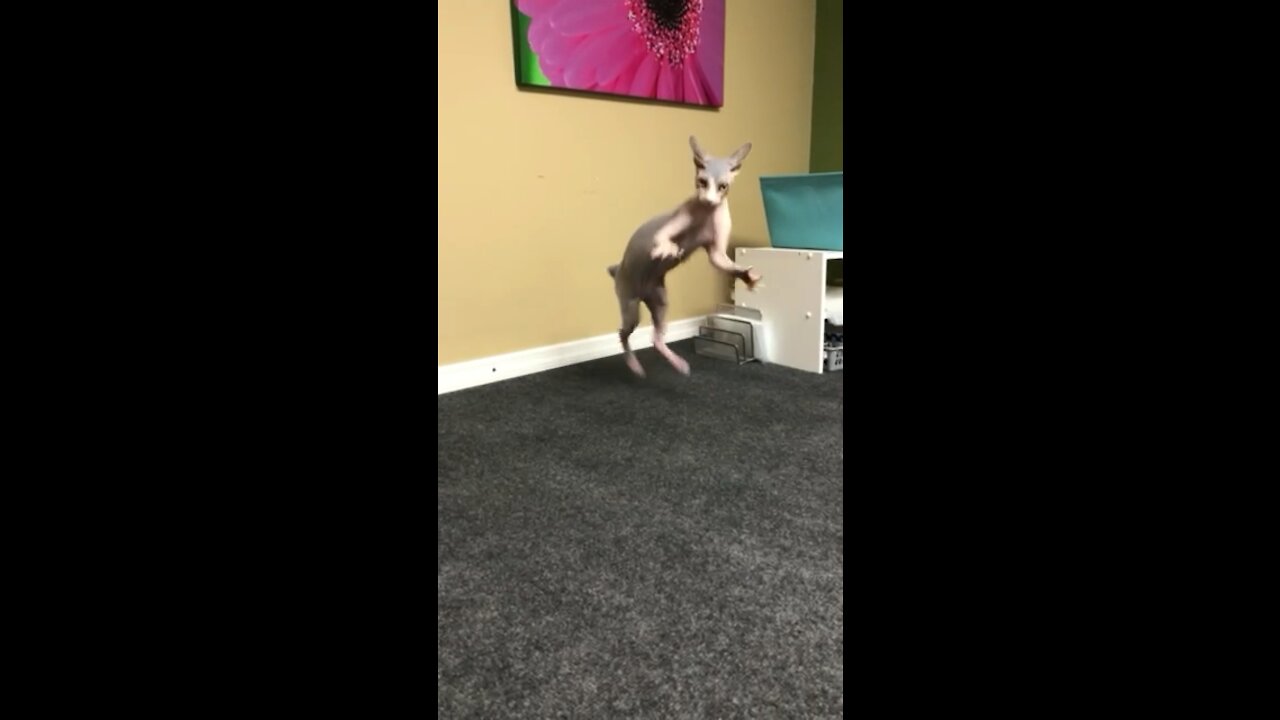 Playful sphynx kitten