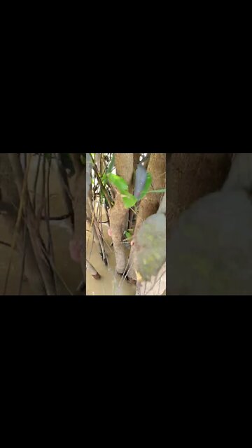 The best sign to tell if there are snails in the water