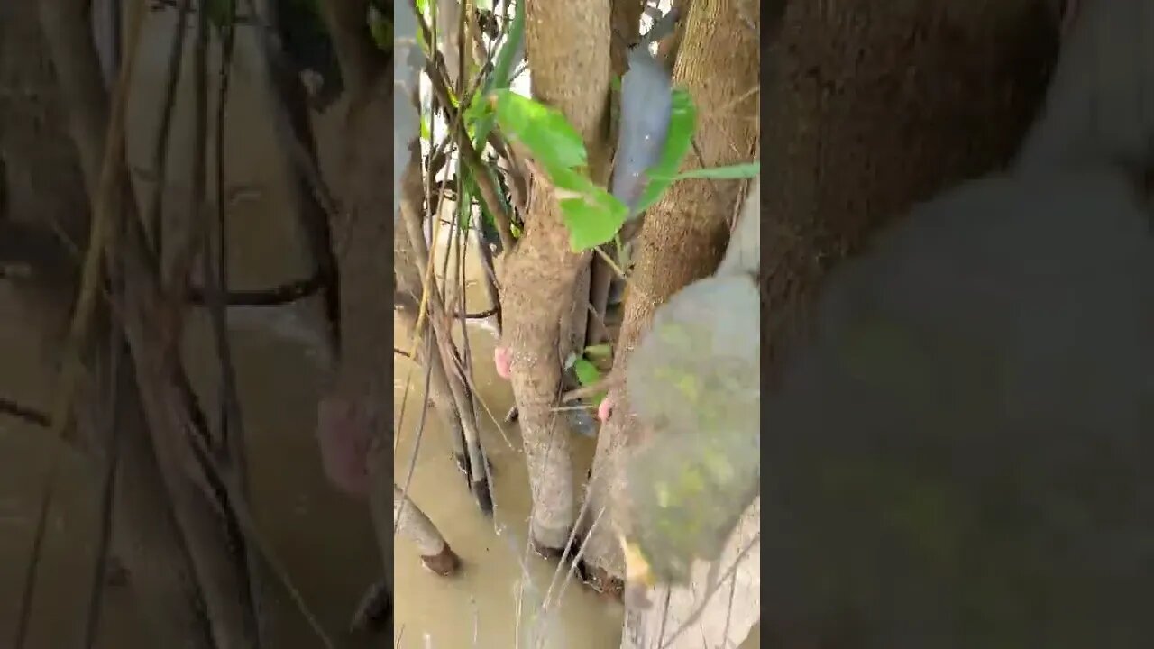 The best sign to tell if there are snails in the water