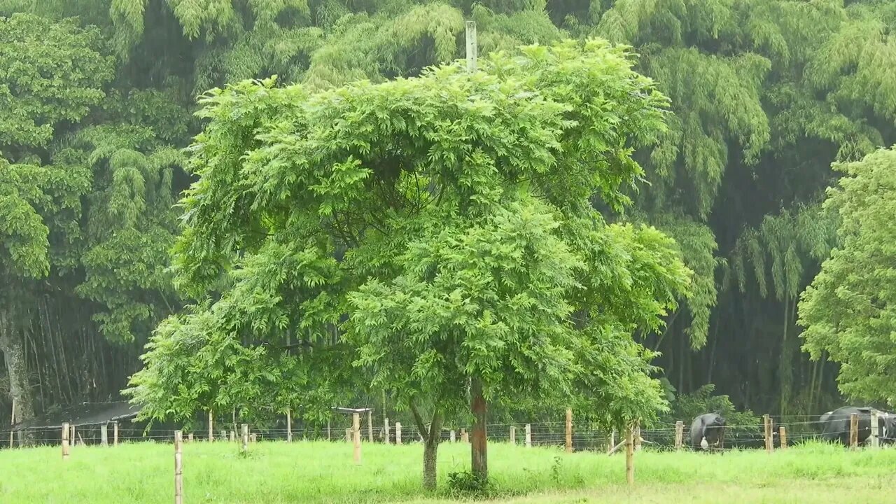 The Sound Of DownPour Calming Rain Noise