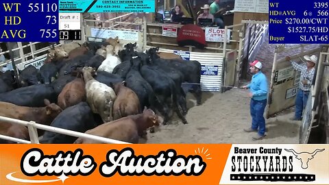8/8/2023 - Beaver County Stockyards Livestock Auction