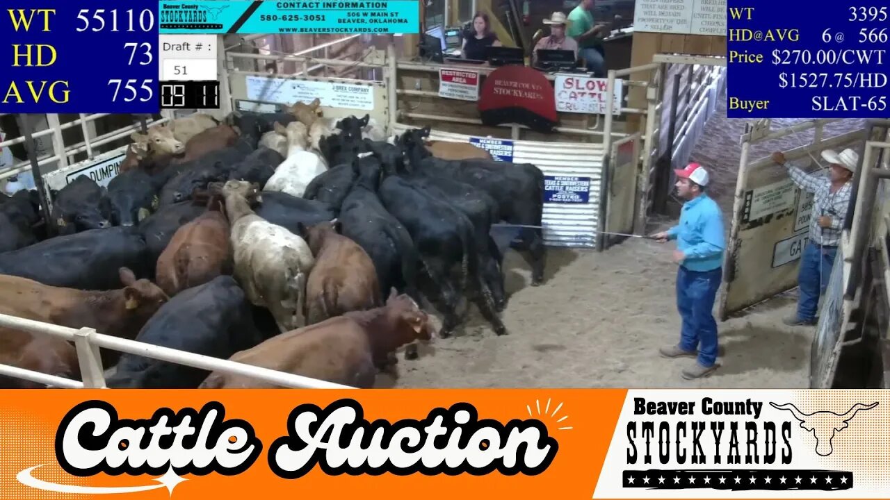 8/8/2023 - Beaver County Stockyards Livestock Auction