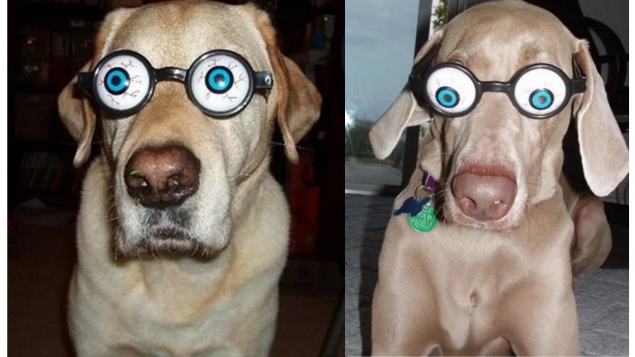 Super Funny Dog 😂. I Broke Dad's Glasses