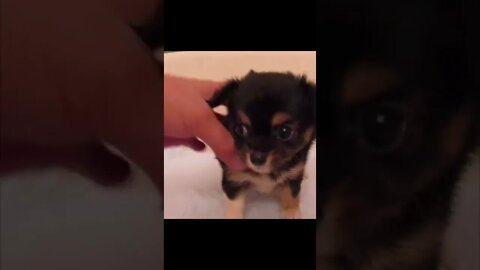 cute cat and dog funny videos