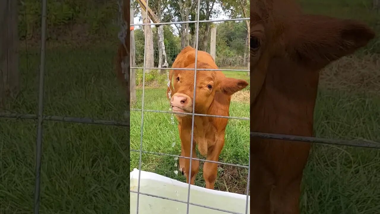 Cool drink of water #calf #babybull #bull #bovine