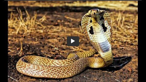 Another Doctor To PROVE Snake Venom Is The COVID, Injections & Remdesivir Ingredients!!