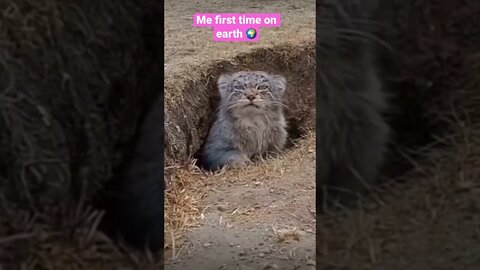 Like what is going on here 😊 #shorts #viralshorts #saintpee #youtubeshort #music