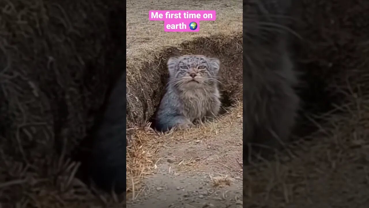 Like what is going on here 😊 #shorts #viralshorts #saintpee #youtubeshort #music