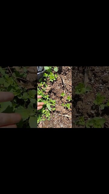 look what Mama 🐻 found on a nice cold ❄️🥶 day in Oklahoma