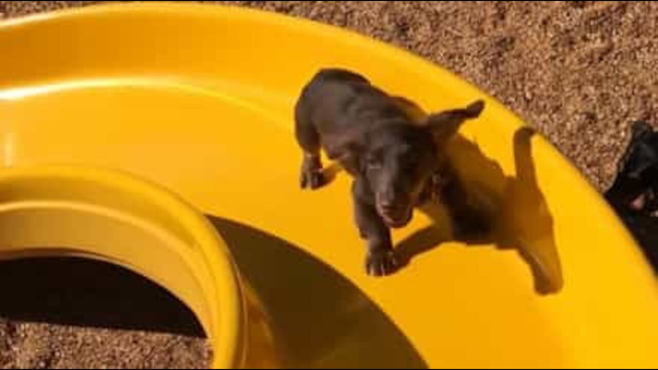 Cão adorável tenta subir escorregador de qualquer forma!