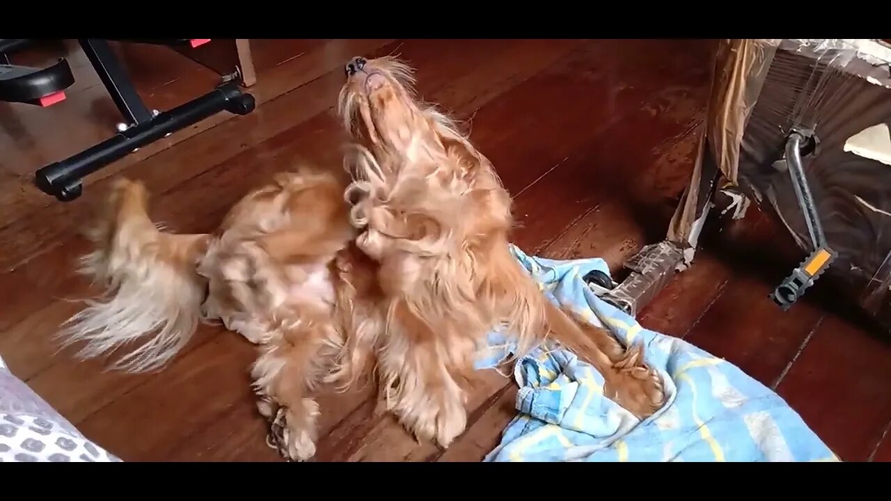 #dogshow , #animals , #dogs