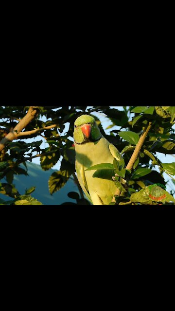 Parrot Calling Sounds