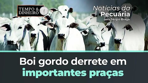 Boi gordo derrete em importantes praças pecuárias e vem abaixo dos R$ 200 por arroba. Até quando?