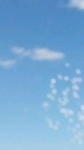 Underside View Huge Flock of Corellas Flyover the River