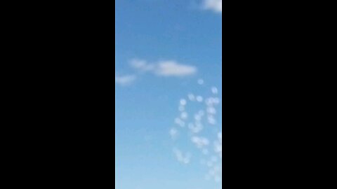 Underside View Huge Flock of Corellas Flyover the River