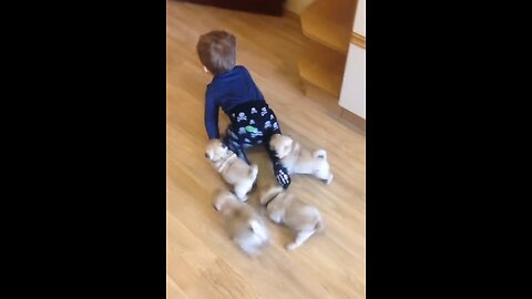 Pug pursue!#3