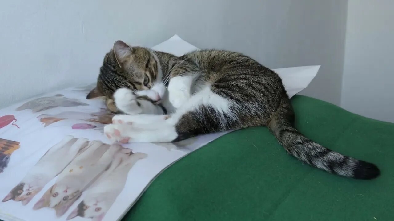 This Cat Is so Attached to His Cat Stickers