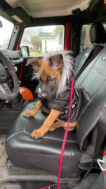 Belgian malinois puppy 9wks old