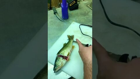 How to Fillet a bass! (Boneless/skinless/EASY)