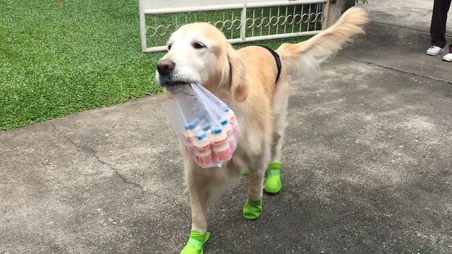 Golden Retriever back to regular chores after leg surgery