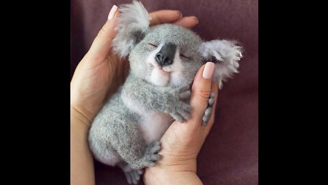 The cutest animals in the world