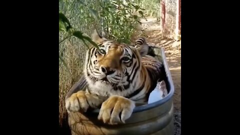 Awesome Tiger having a dip in the tub