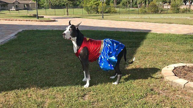 Wonder Woman Great Dane Looks for Squirrels