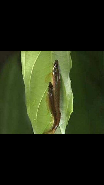 Fish laying their eggs on a leaf.