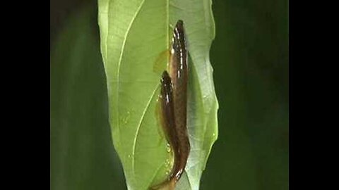 Fish laying their eggs on a leaf.