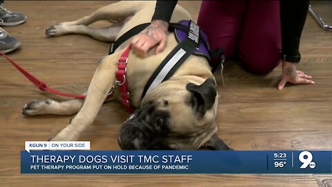 Therapy dogs visit TMC staff