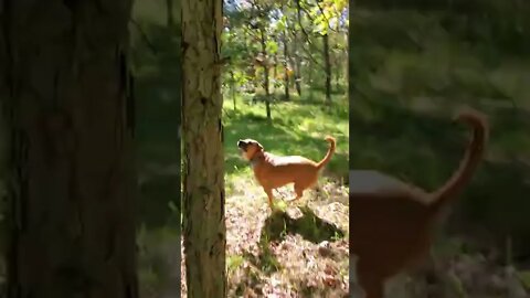 Run to the squirrel!!!