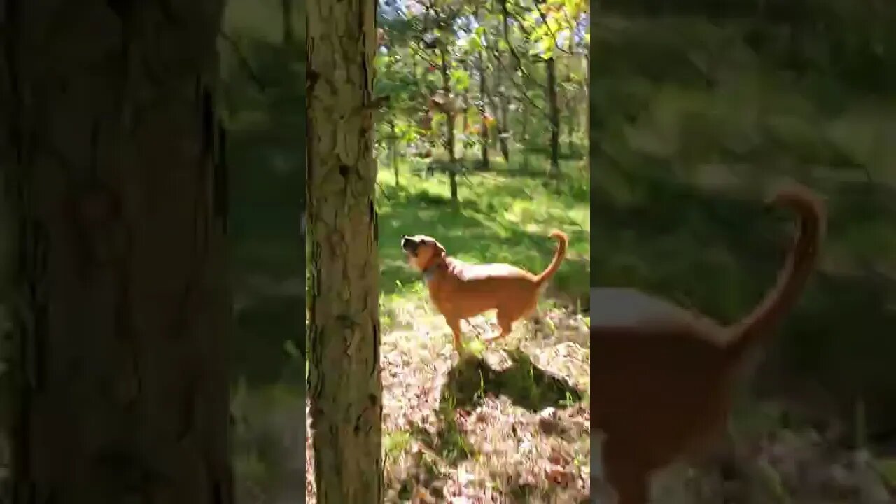 Run to the squirrel!!!