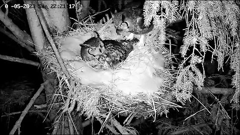 Albert Brings Ellie Diner 🦉 03/05/23 22:21