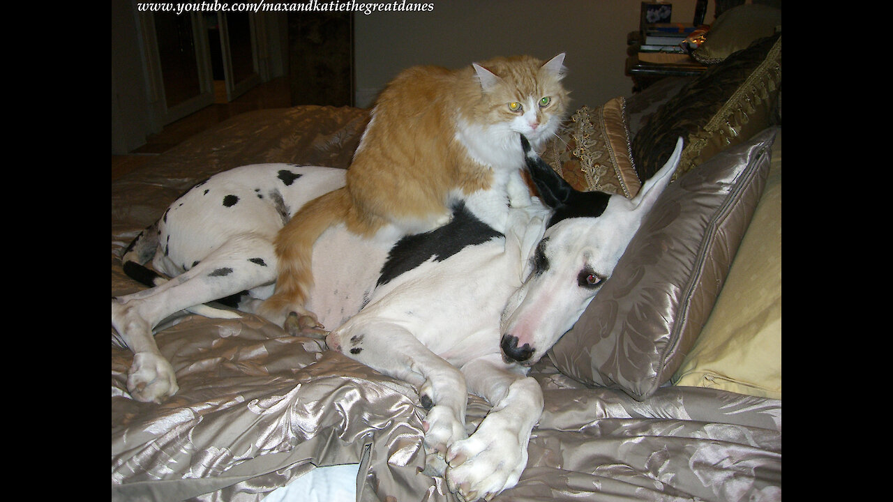 Happy cat gives Great Dane loving massage