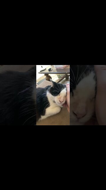 Shop cat Chronicles… we have officially adopted shop cat … appointment Monday for a chip#shorts