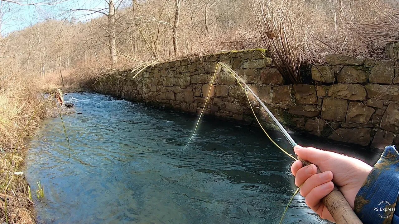 Fishing a Creek LOADED with TROUT!!