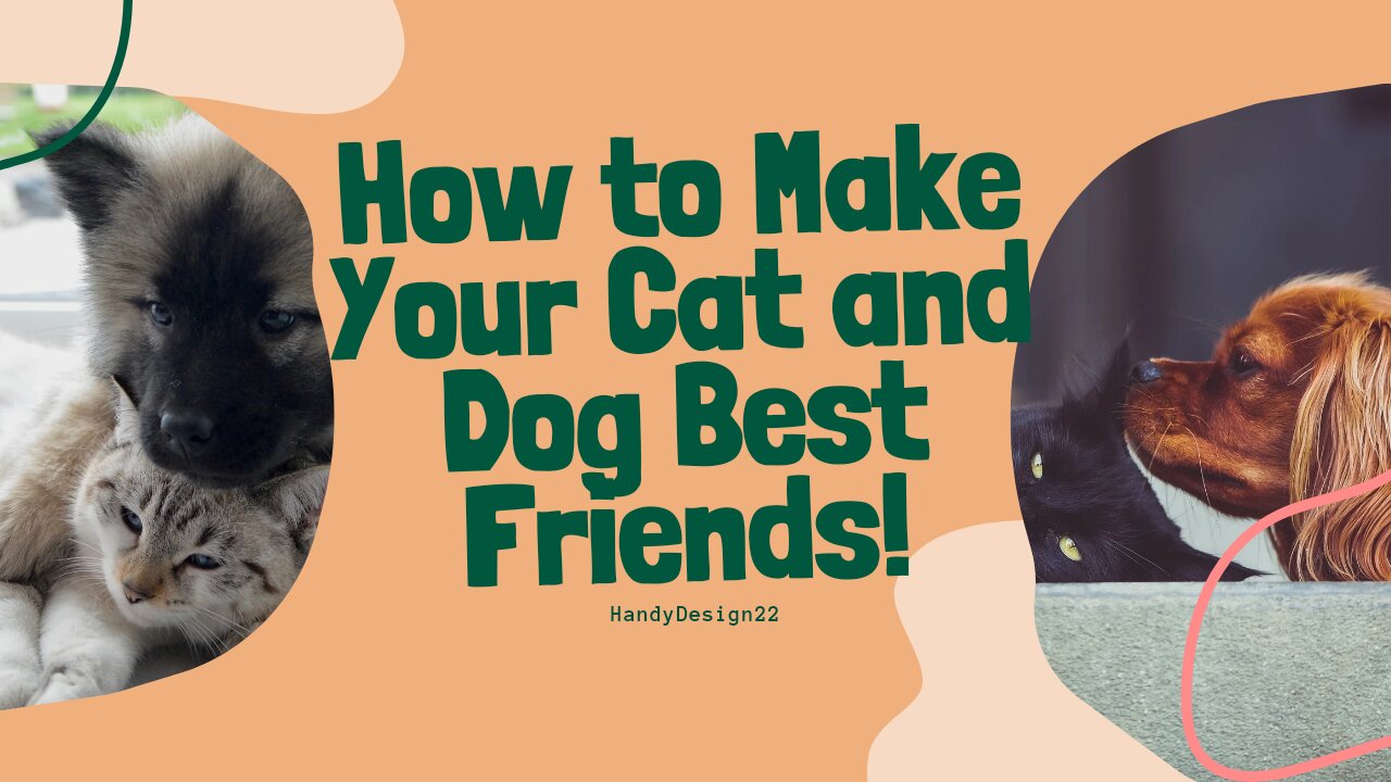 How to make your Cat and Dog Best Friend s!