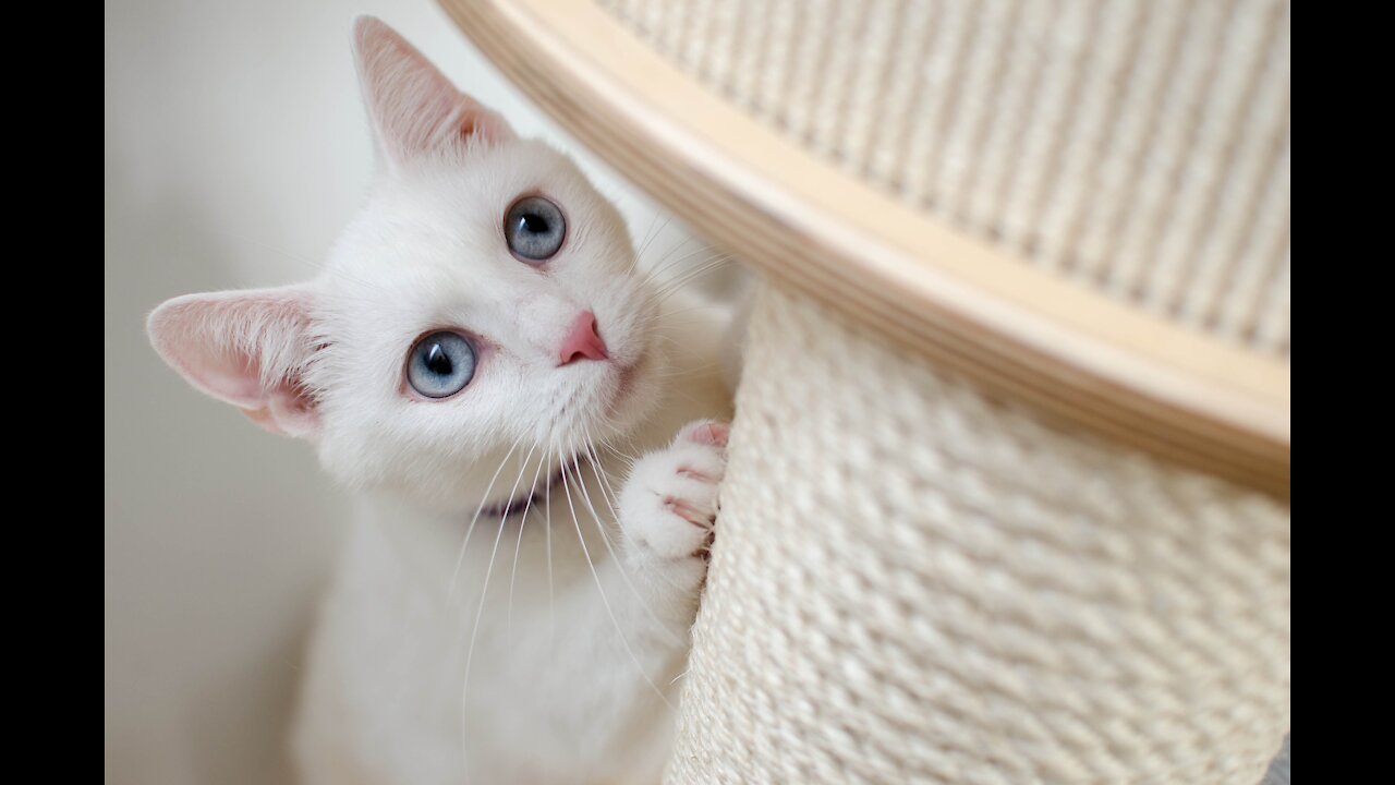 Bright cat playing by the window