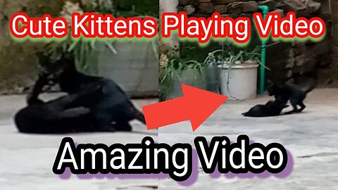 Cute kittens playing video / Amazing Video /#catsandkittens