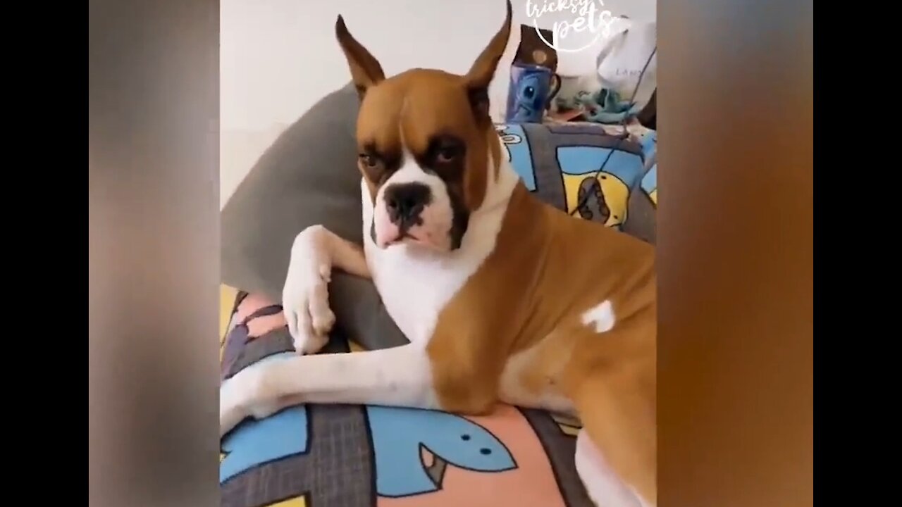 DOGS DOING FUNNY THINGS PART2