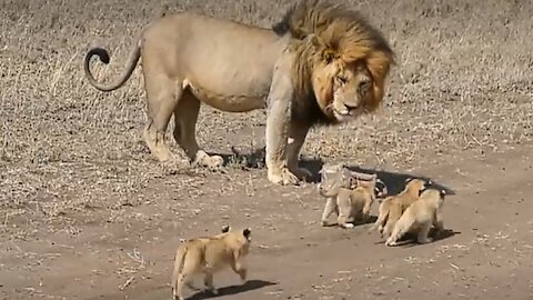 The lion ate his cubs