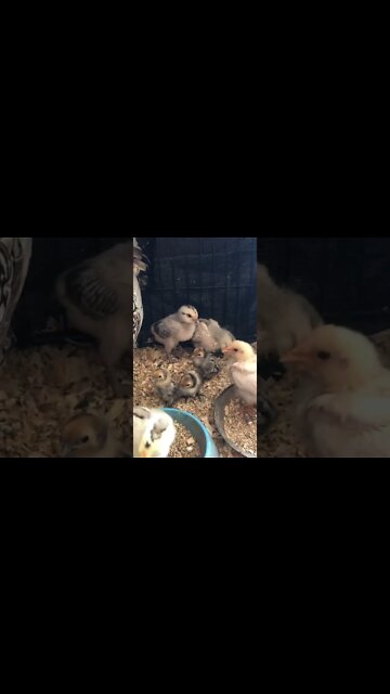 Gold sebright chicks with wyandotte cross chicks