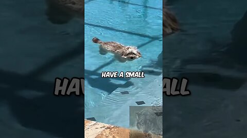 Amazing Dog With Rare Talent! #shorts #funny