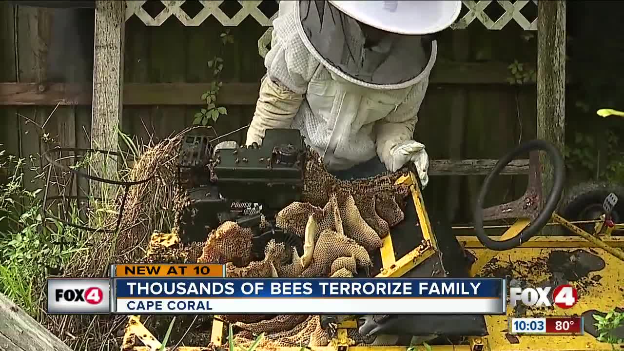 Cape Coral home owner terrorized by bees