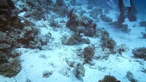 Scuba diving, Red Sea, Egypt Hurghada 2022-9